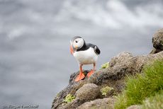 Papageitaucher (19 von 20).jpg